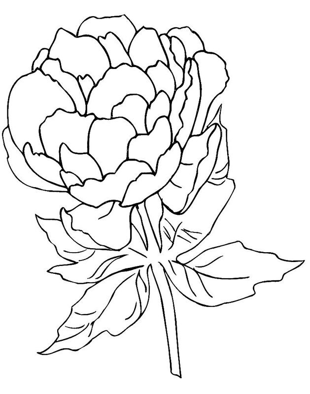 Bujori