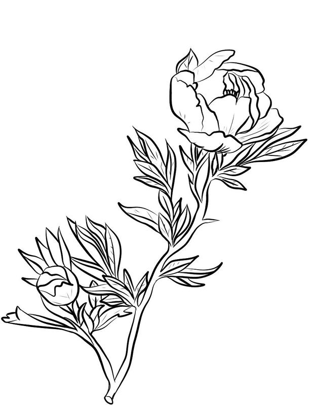 Bujori