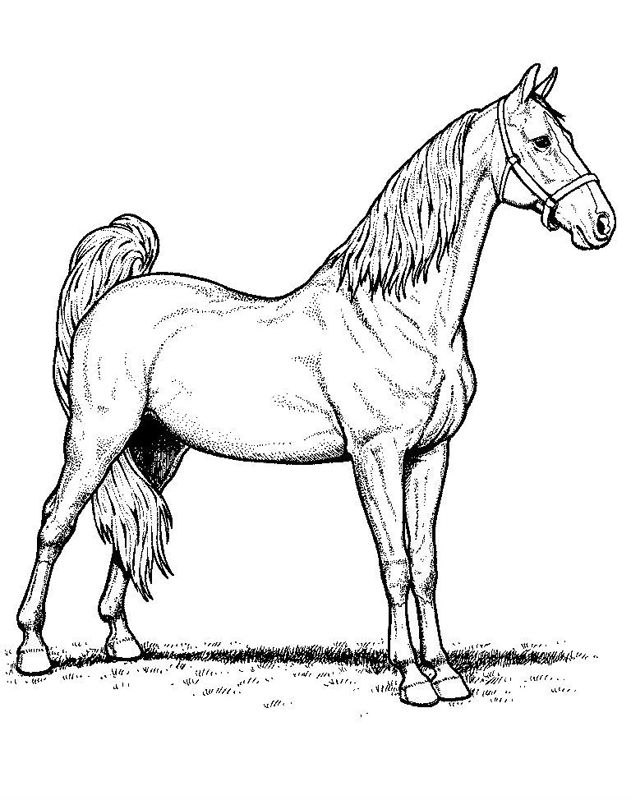 Cai