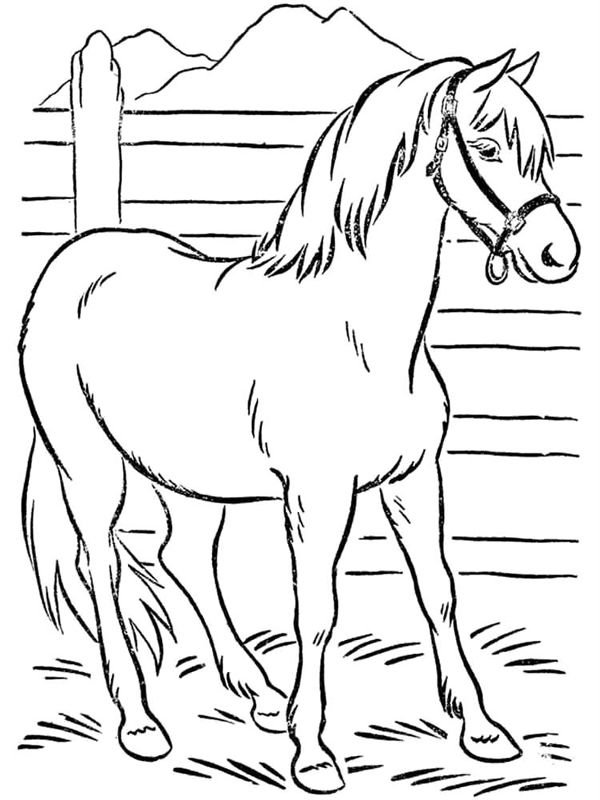 Cai