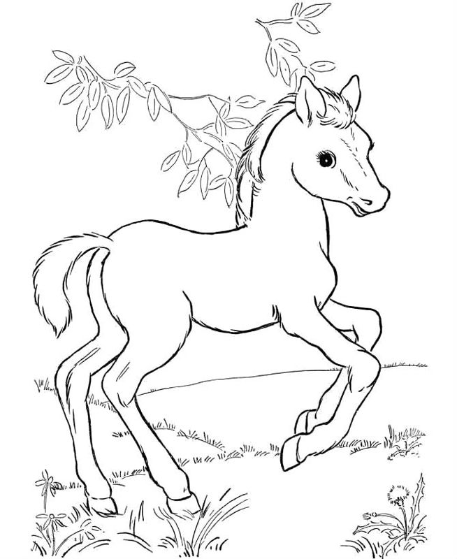 Cai