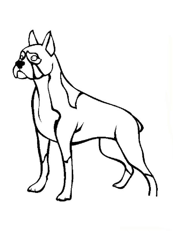 Caini