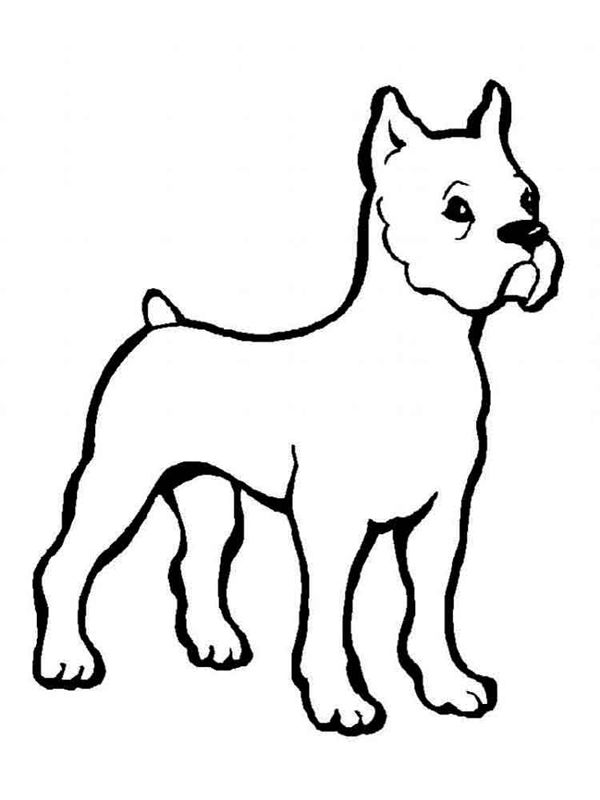 Caini