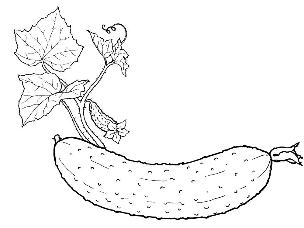 Castraveti