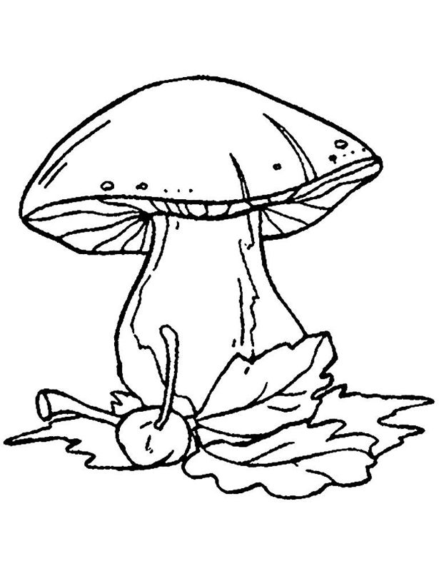 Ciuperci