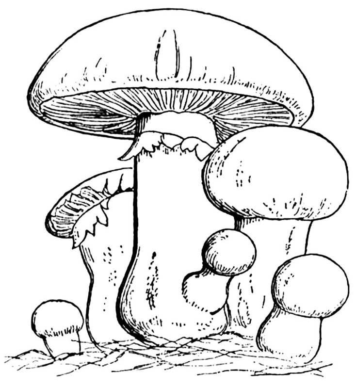 Ciuperci