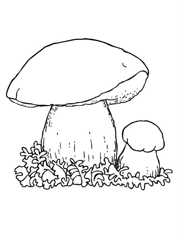Ciuperci