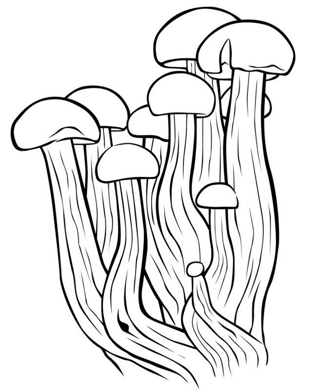 Ciuperci