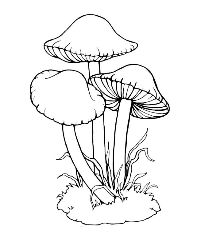 Ciuperci