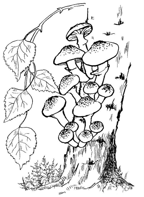 Ciuperci