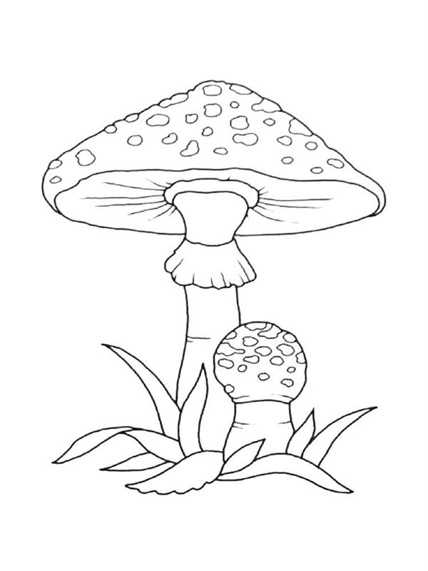 Ciuperci