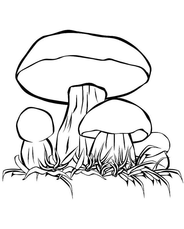 Ciuperci