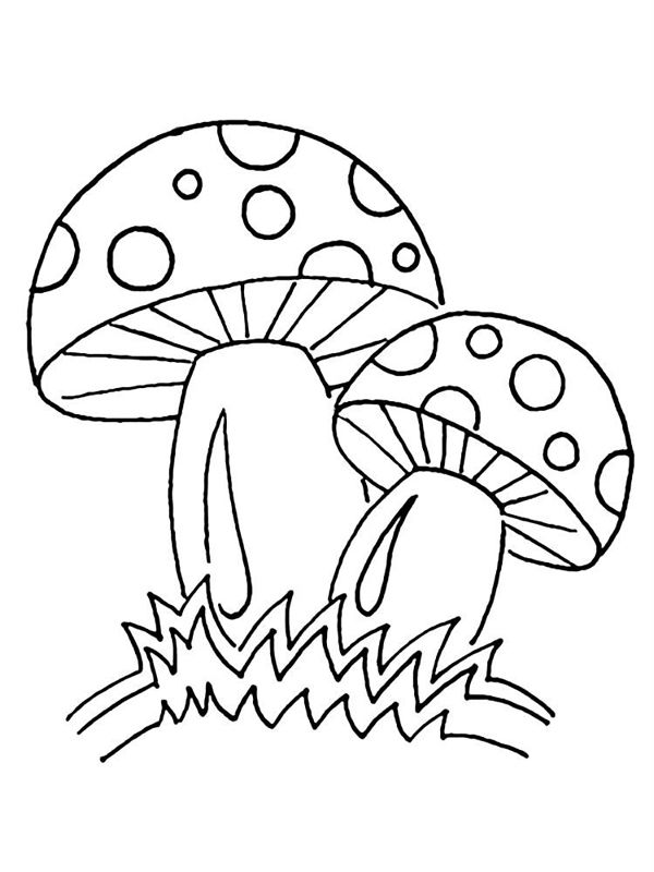 Ciuperci