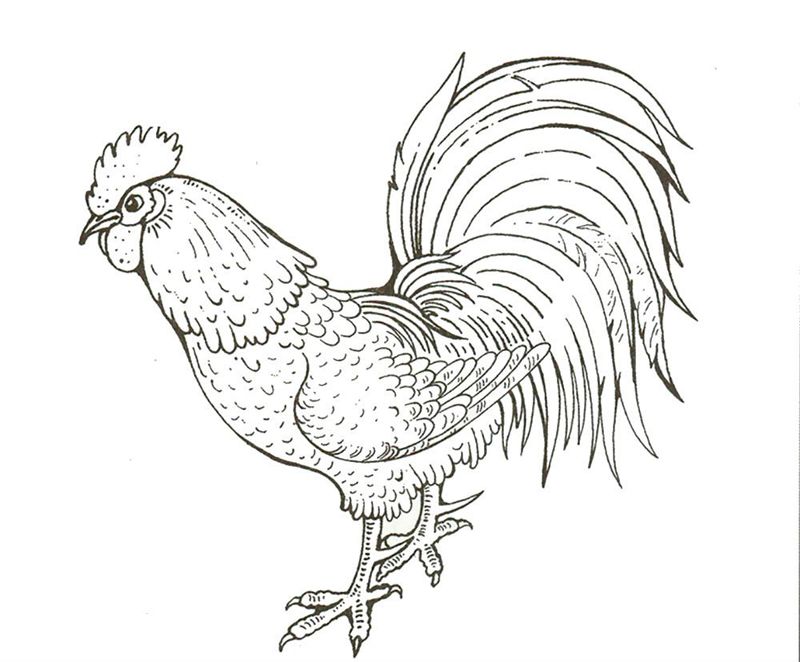 Cocosi