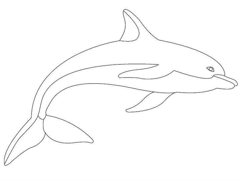 Delfini
