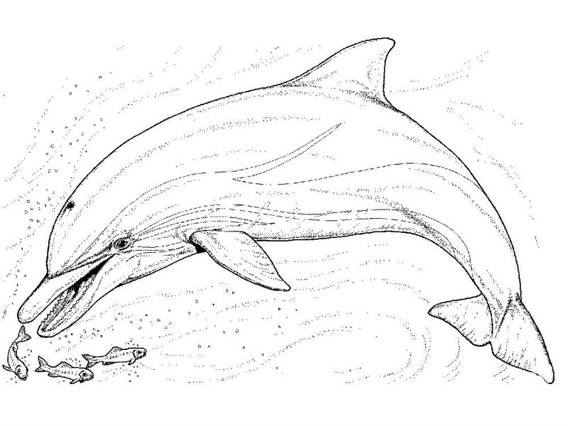Delfini
