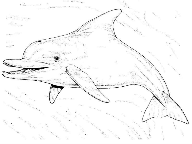Delfini