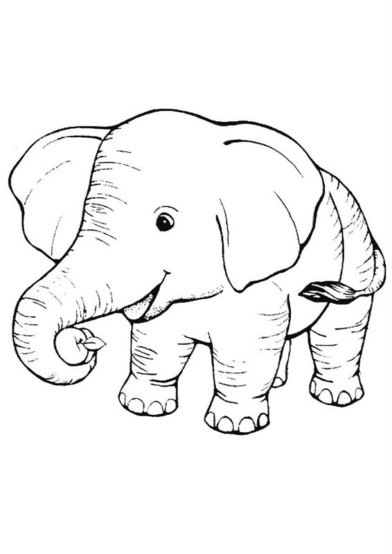 Elefanti