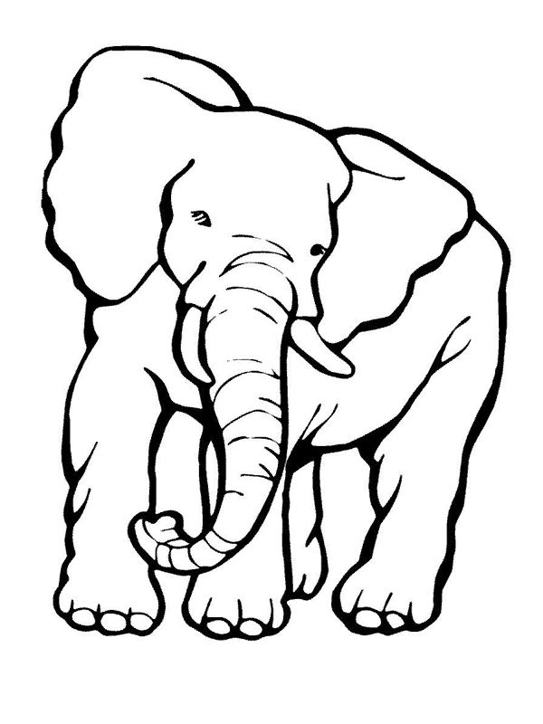 Elefanti