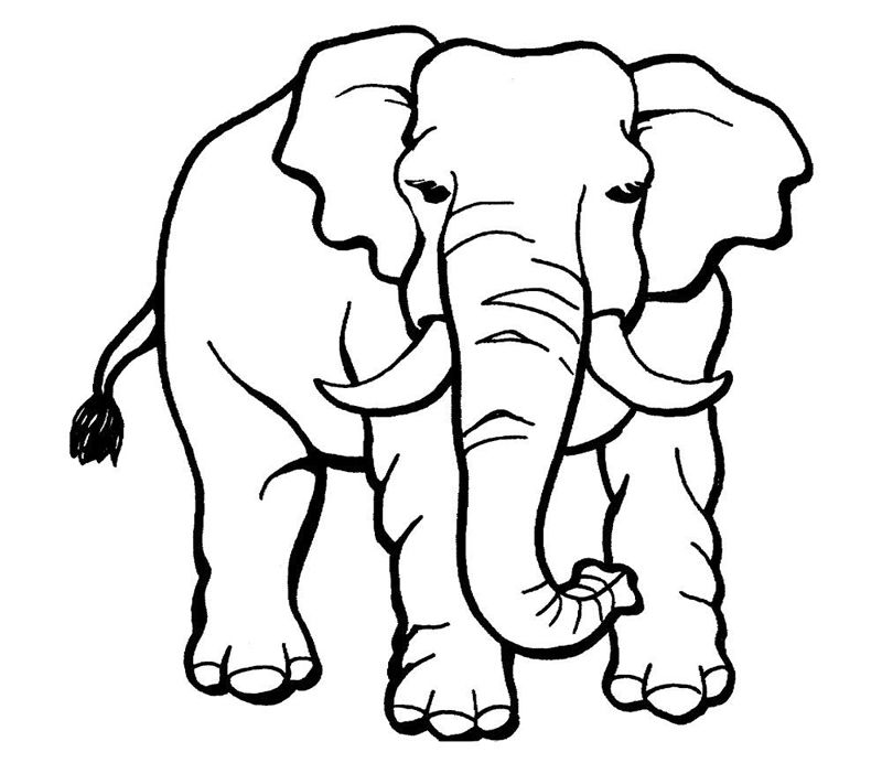 Elefanti