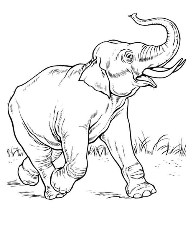 Elefanti