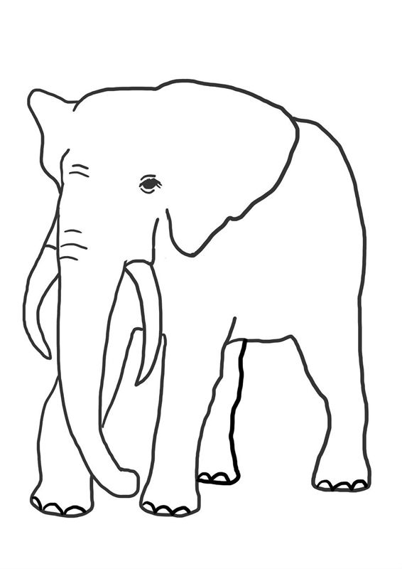 Elefanti