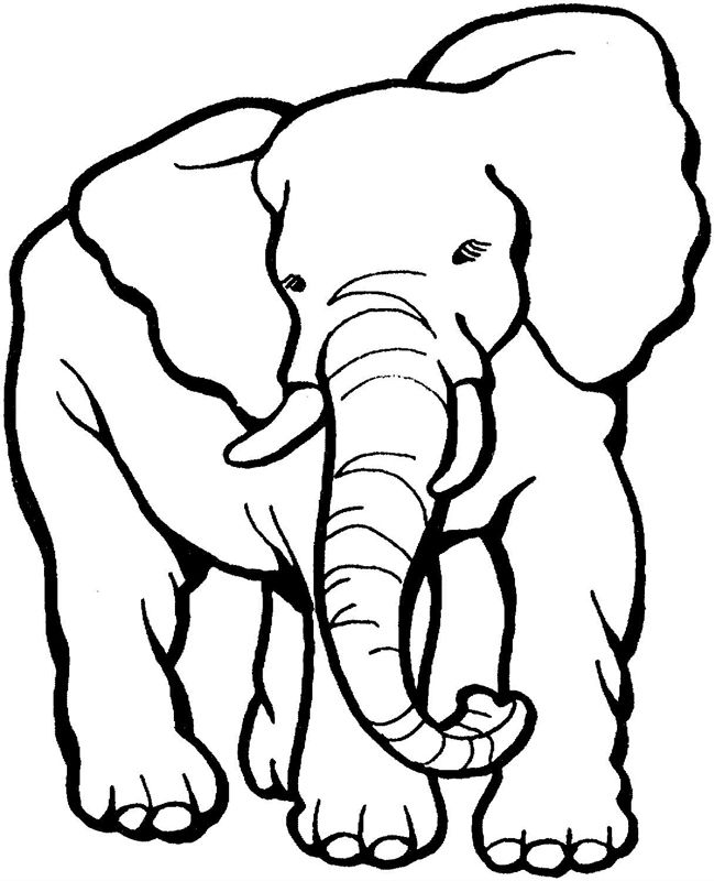 Elefanti