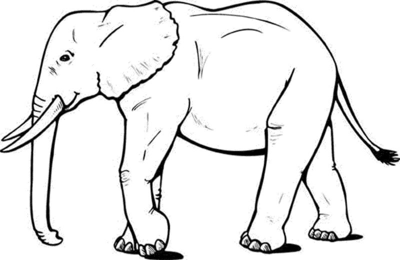 Elefanti