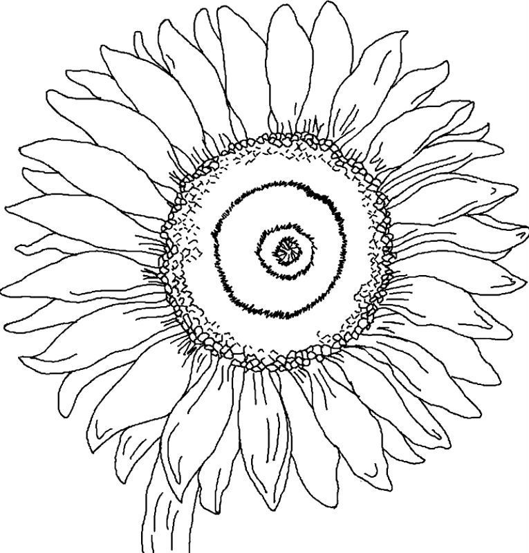 Floarea soarelui