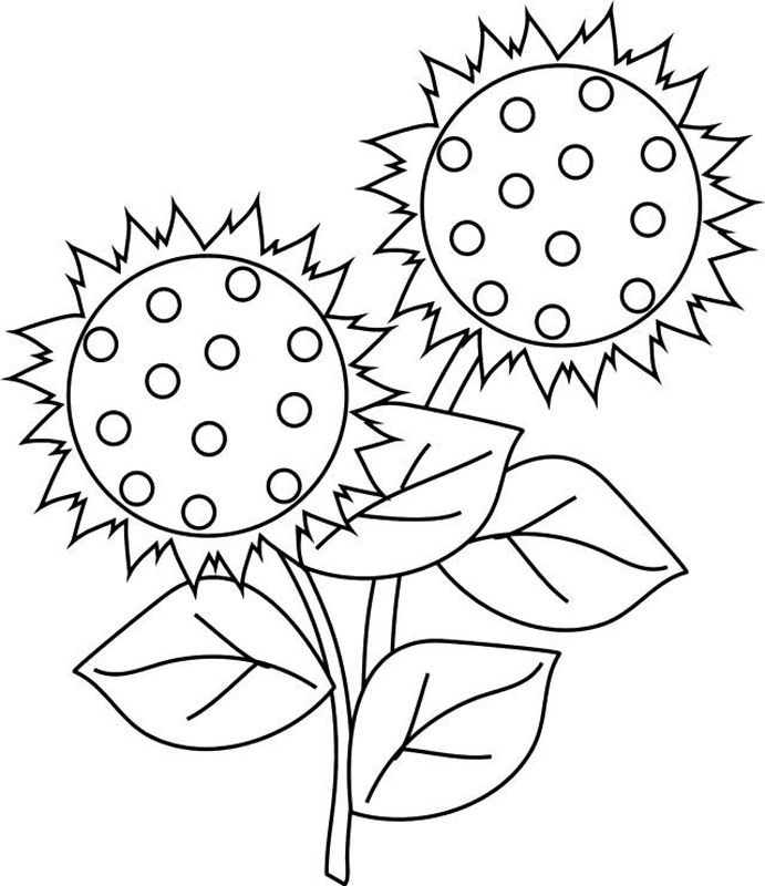 Floarea soarelui