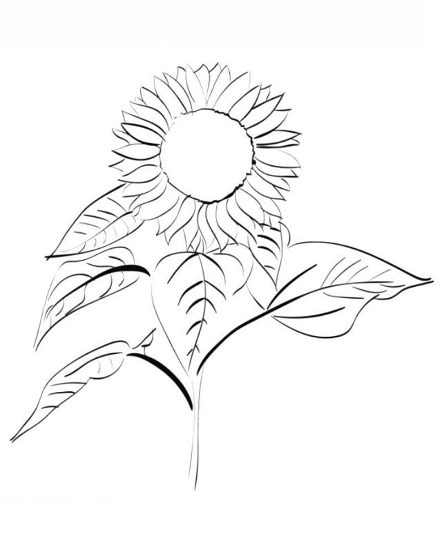 Floarea soarelui