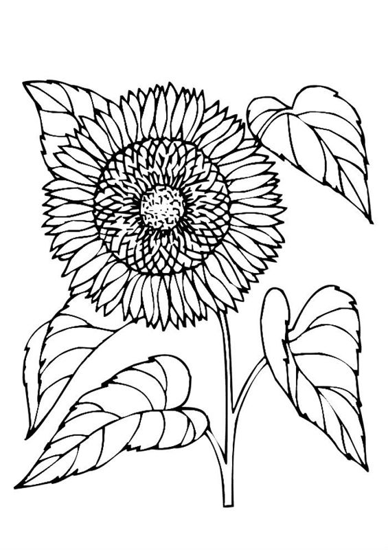 Floarea soarelui