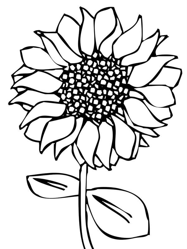 Floarea soarelui