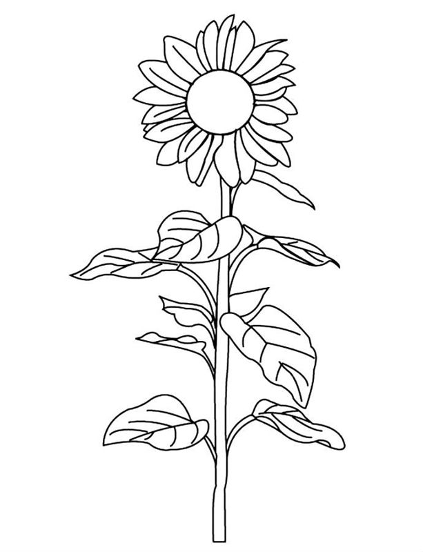 Floarea soarelui