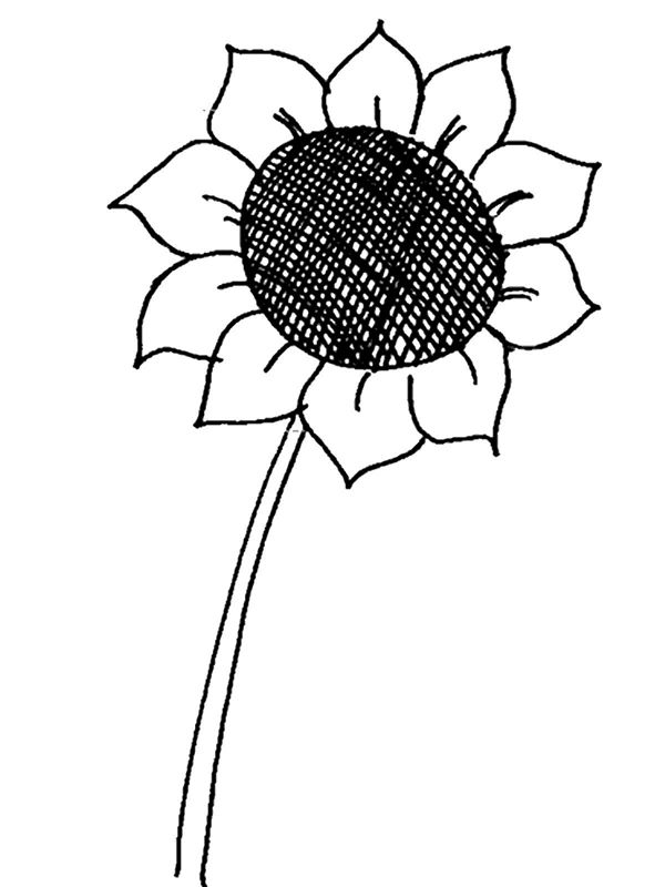 Floarea soarelui