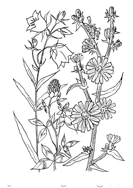 Flori clopotei
