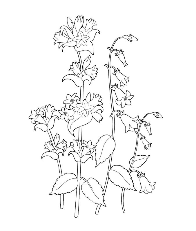 Flori clopotei