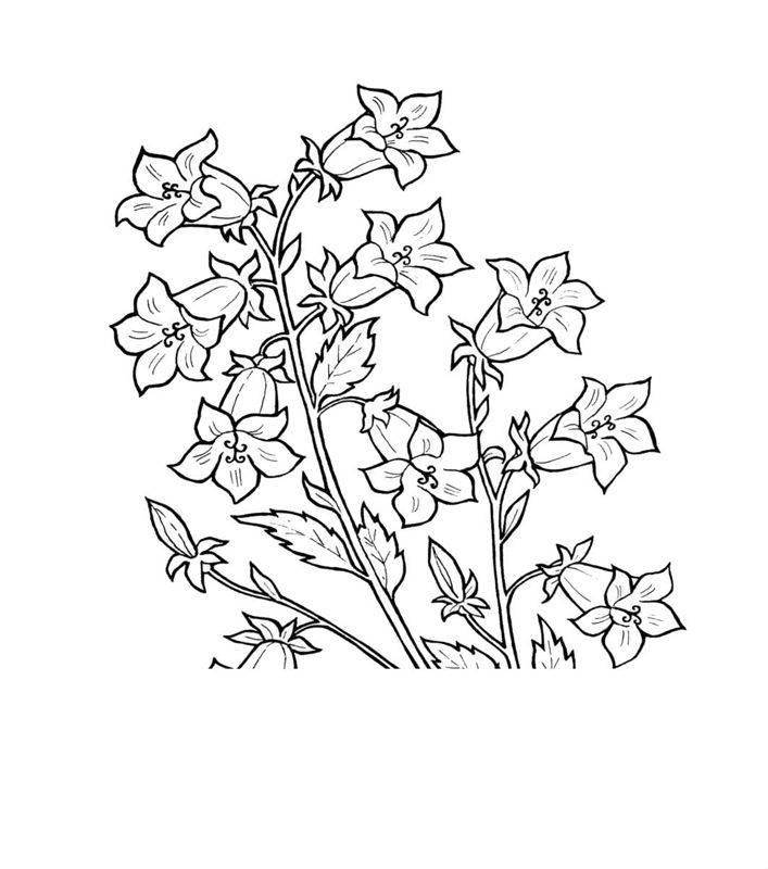 Flori clopotei