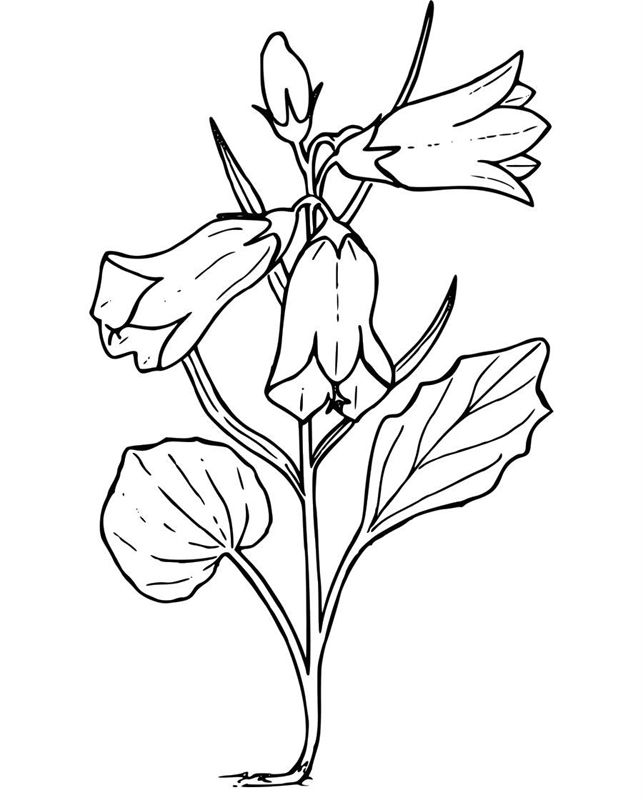 Flori clopotei