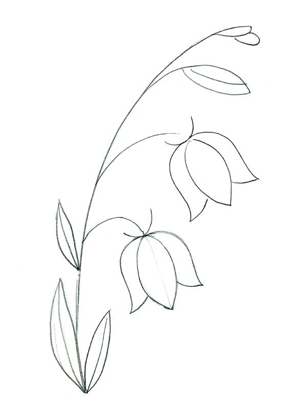 Flori clopotei