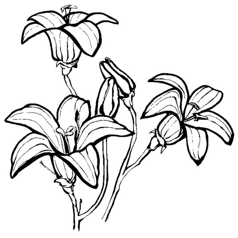 Flori clopotei
