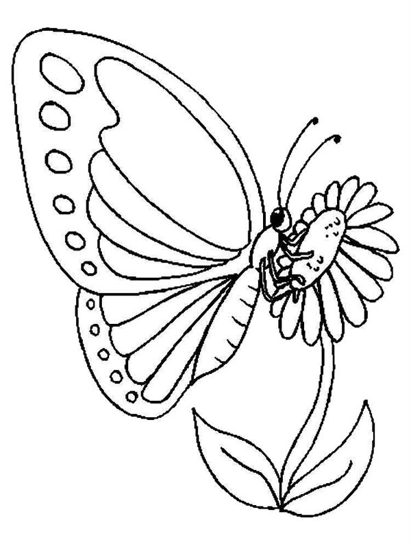Fluturi