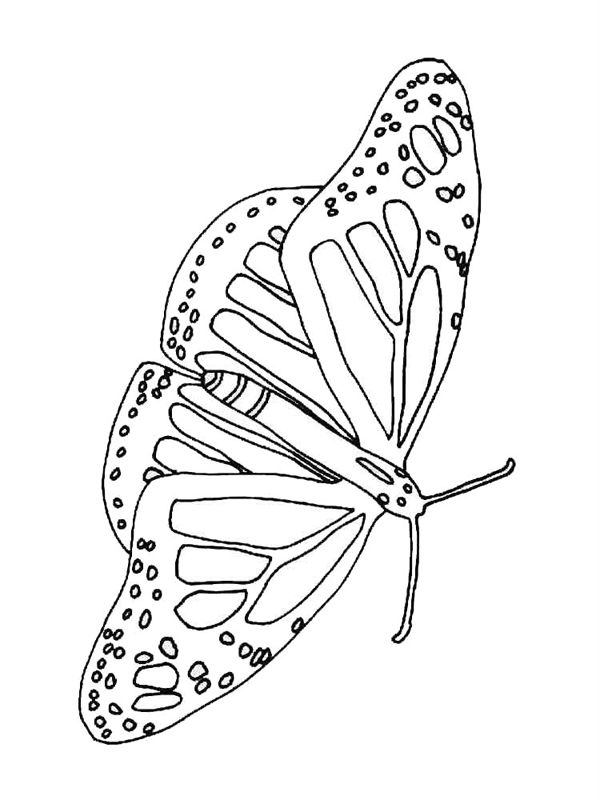 Fluturi