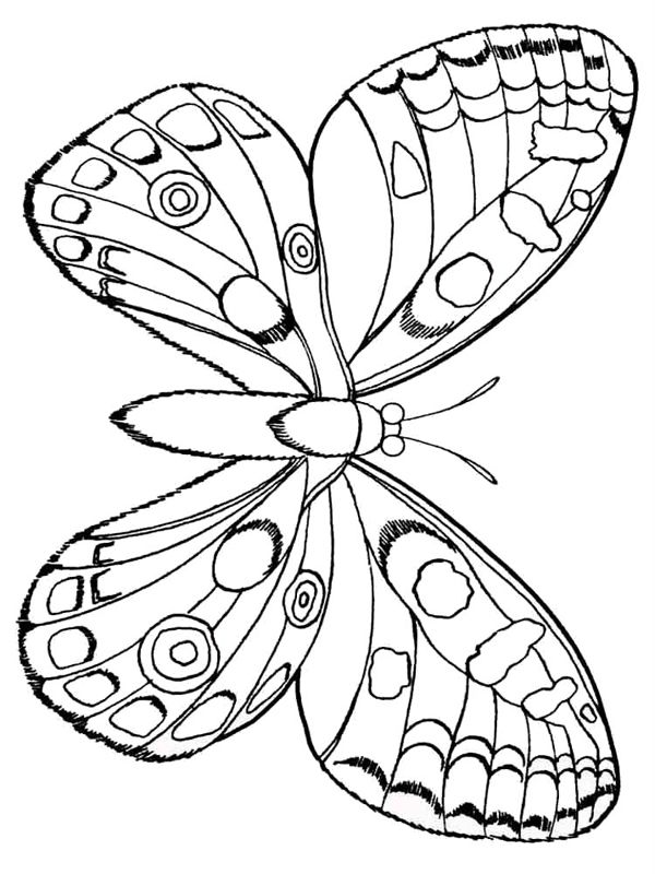Fluturi