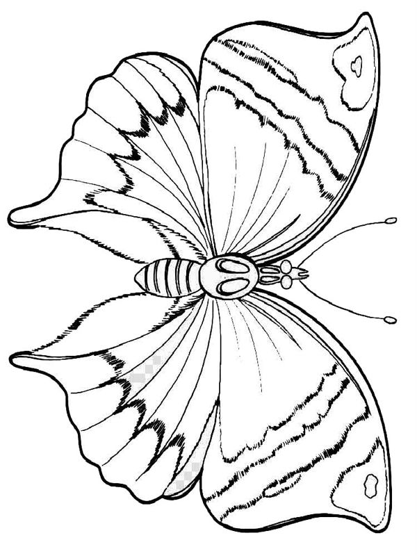 Fluturi