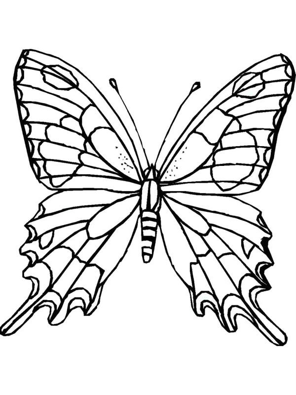Fluturi