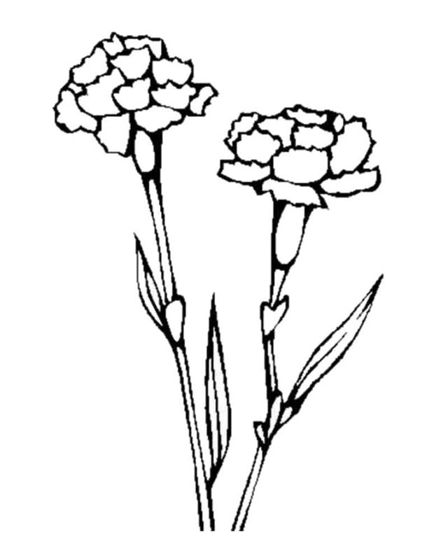 Garoafe
