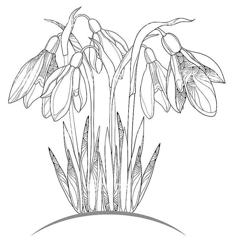 Ghiocei