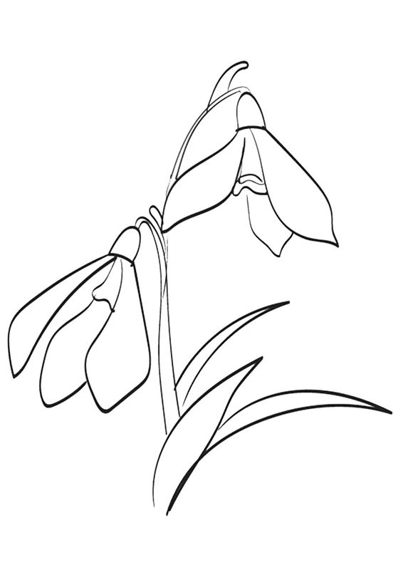 Ghiocei