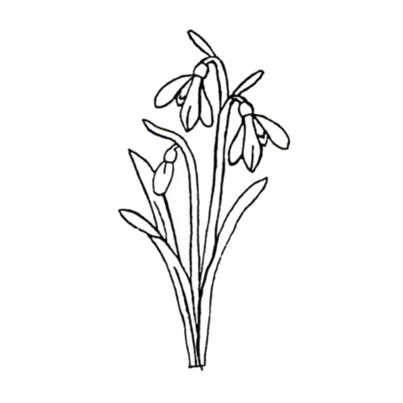 Ghiocei